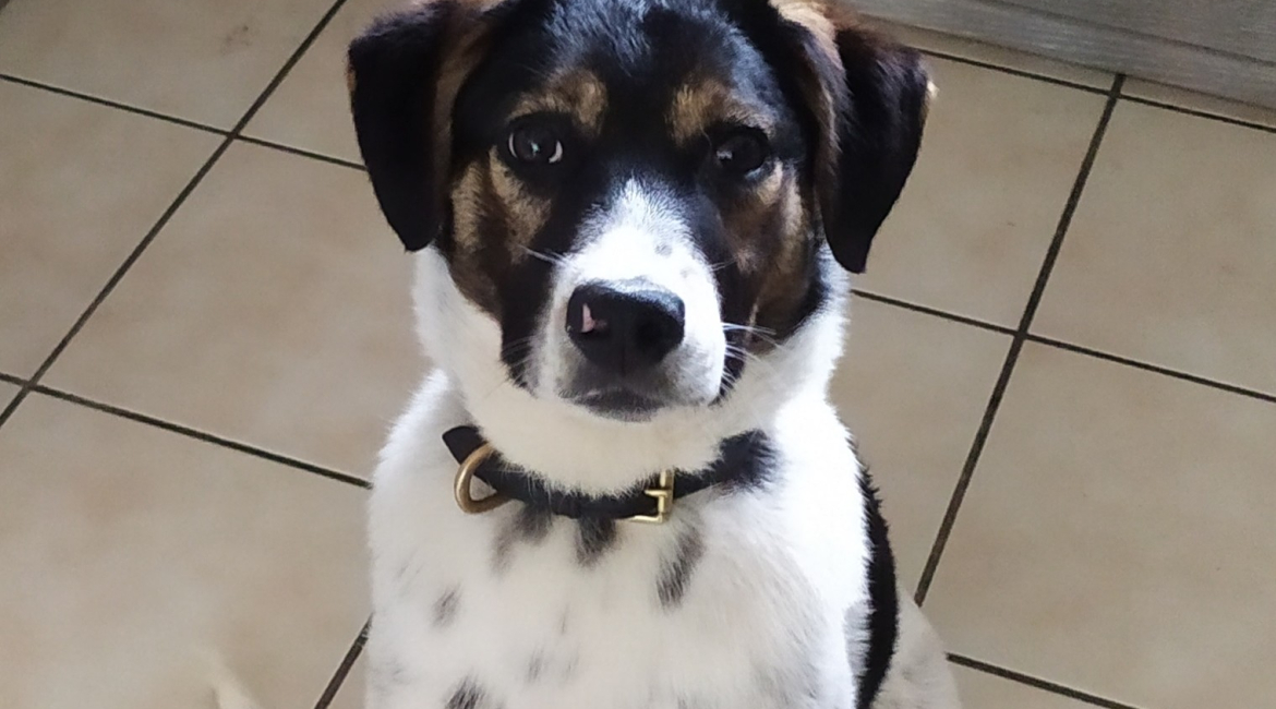 Chiens à adopter